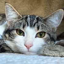 Thumbnail photo of Clover #1