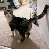 Thumbnail photo of Clover #3