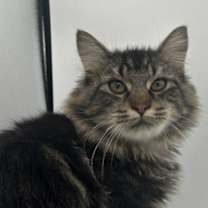 Thumbnail photo of Tio #3