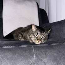 Thumbnail photo of Zaytoon #2