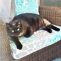 Thumbnail photo of Zoey jl/os #2