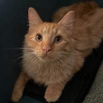 Thumbnail photo of Calcifur #1