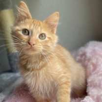 Thumbnail photo of Calcifur #3