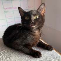 Thumbnail photo of Mabel #1