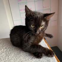 Thumbnail photo of Mabel #2