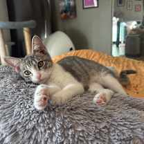 Thumbnail photo of Vi #4