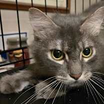 Thumbnail photo of Lux #1