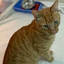 Thumbnail photo of Elmer #4