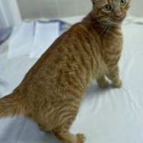 Thumbnail photo of Elmer #2