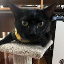 Thumbnail photo of Mr. Moon #1