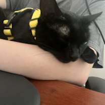 Thumbnail photo of Mr. Moon #2