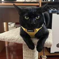 Thumbnail photo of Mr. Moon #3