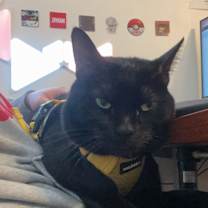 Thumbnail photo of Mr. Moon #4