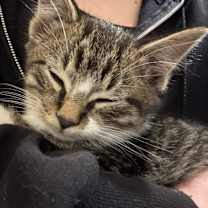 Thumbnail photo of Newt #4