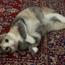 Thumbnail photo of Luna #1