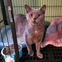 Thumbnail photo of Maple #2