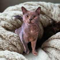 Thumbnail photo of Maple #3