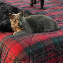 Thumbnail photo of Maple #4