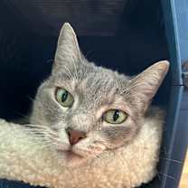 Thumbnail photo of Autumn #1