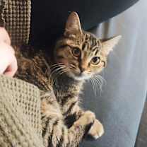 Thumbnail photo of Wonda #1