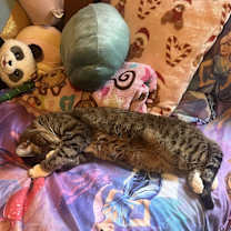 Thumbnail photo of RoyalT #4