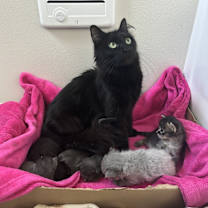 Thumbnail photo of Coal #3