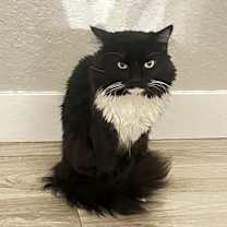 Thumbnail photo of bobinski #1