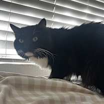 Thumbnail photo of bobinski #2