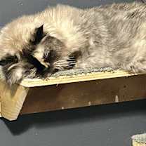 Thumbnail photo of Janus #3