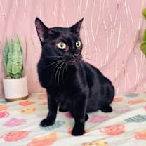 Thumbnail photo of Abbey #1