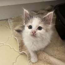 Thumbnail photo of Cera #1