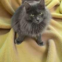 Thumbnail photo of Zelda #4