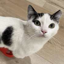 Thumbnail photo of Baga #3