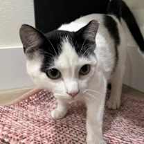 Thumbnail photo of Baga #4