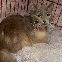 Thumbnail photo of Tabitha #2