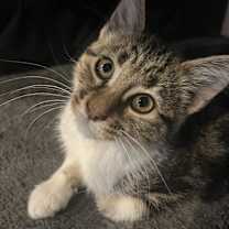 Thumbnail photo of Sparrow #1