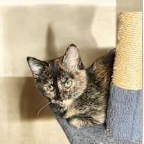 Thumbnail photo of Penny Wishes #2