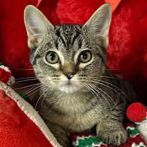 Thumbnail photo of 10/16/25 - Rudy #1