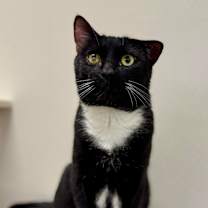 Thumbnail photo of Stroganoff #1