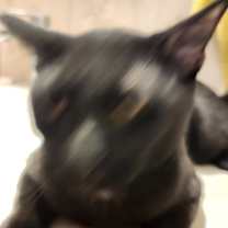 Thumbnail photo of JELLY #2