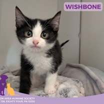 Thumbnail photo of Wishbone #2