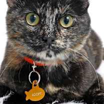 Thumbnail photo of Parrot #3