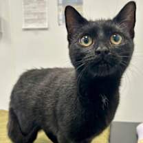 Thumbnail photo of Mazzy #1