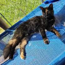 Thumbnail photo of Antoinette #3