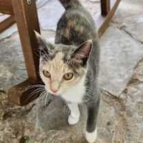 Thumbnail photo of Dusty #3