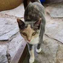 Thumbnail photo of Dusty #4