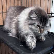 Thumbnail photo of Sam #2