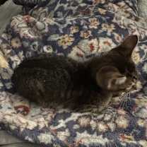 Thumbnail photo of Milo #4