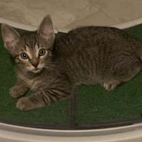 Thumbnail photo of Theodore Mc. Muffin #2