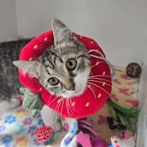 Thumbnail photo of Kewpie #1